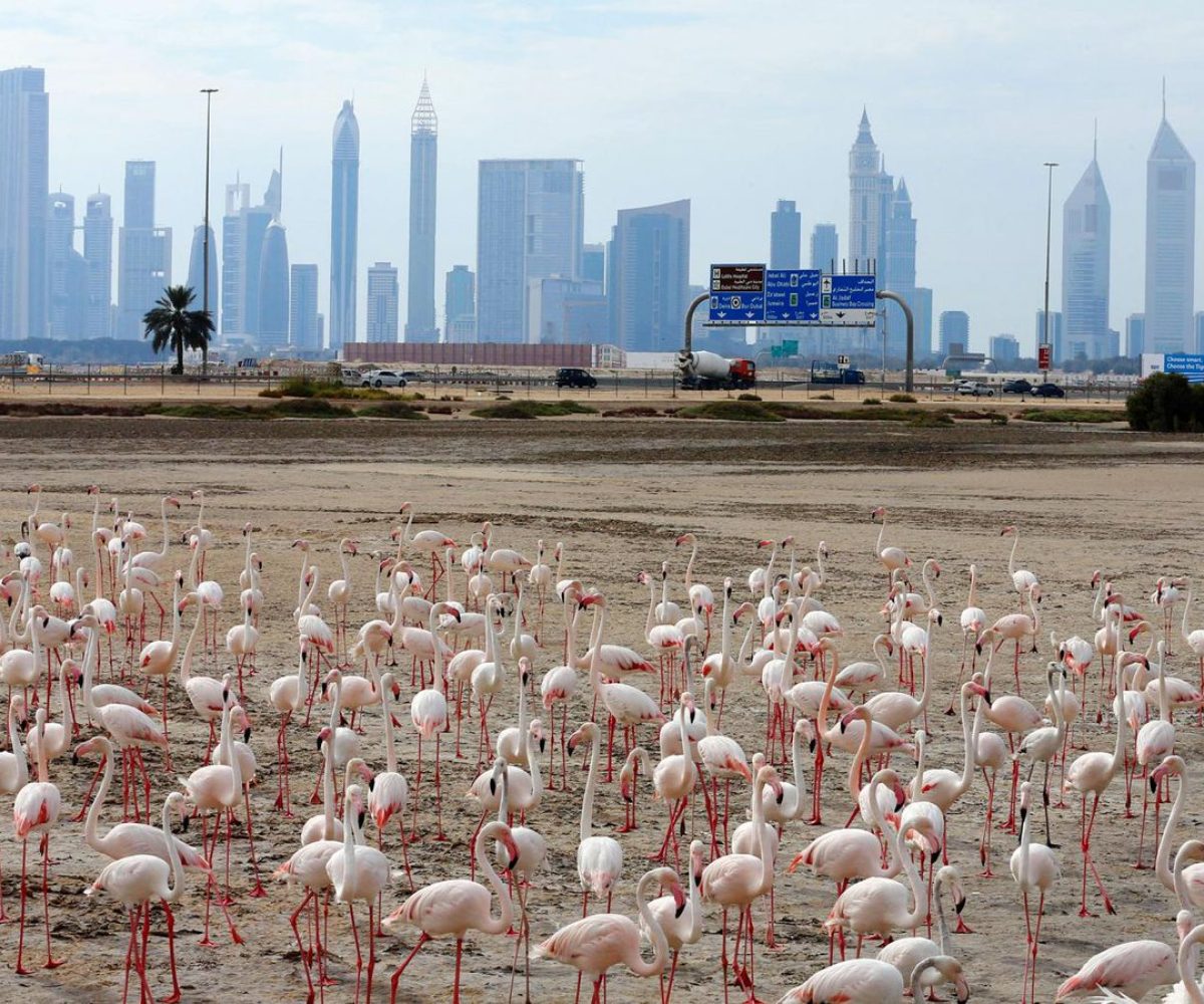 Ras-Al-Khor-Wildlife-Sanctuary