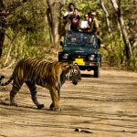 Wildlife Safaris in India You Should Not Miss