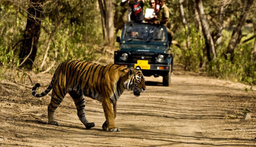 Wildlife Safaris in India You Should Not Miss