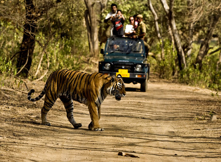 Wildlife Safaris in India You Should Not Miss