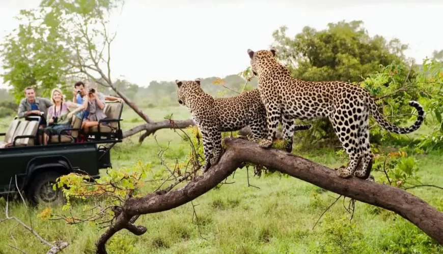 Top Wildlife Safari Destinations for Nature Lovers