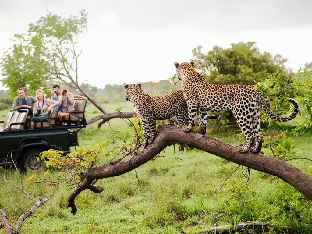 Top Wildlife Safari Destinations for Nature Lovers