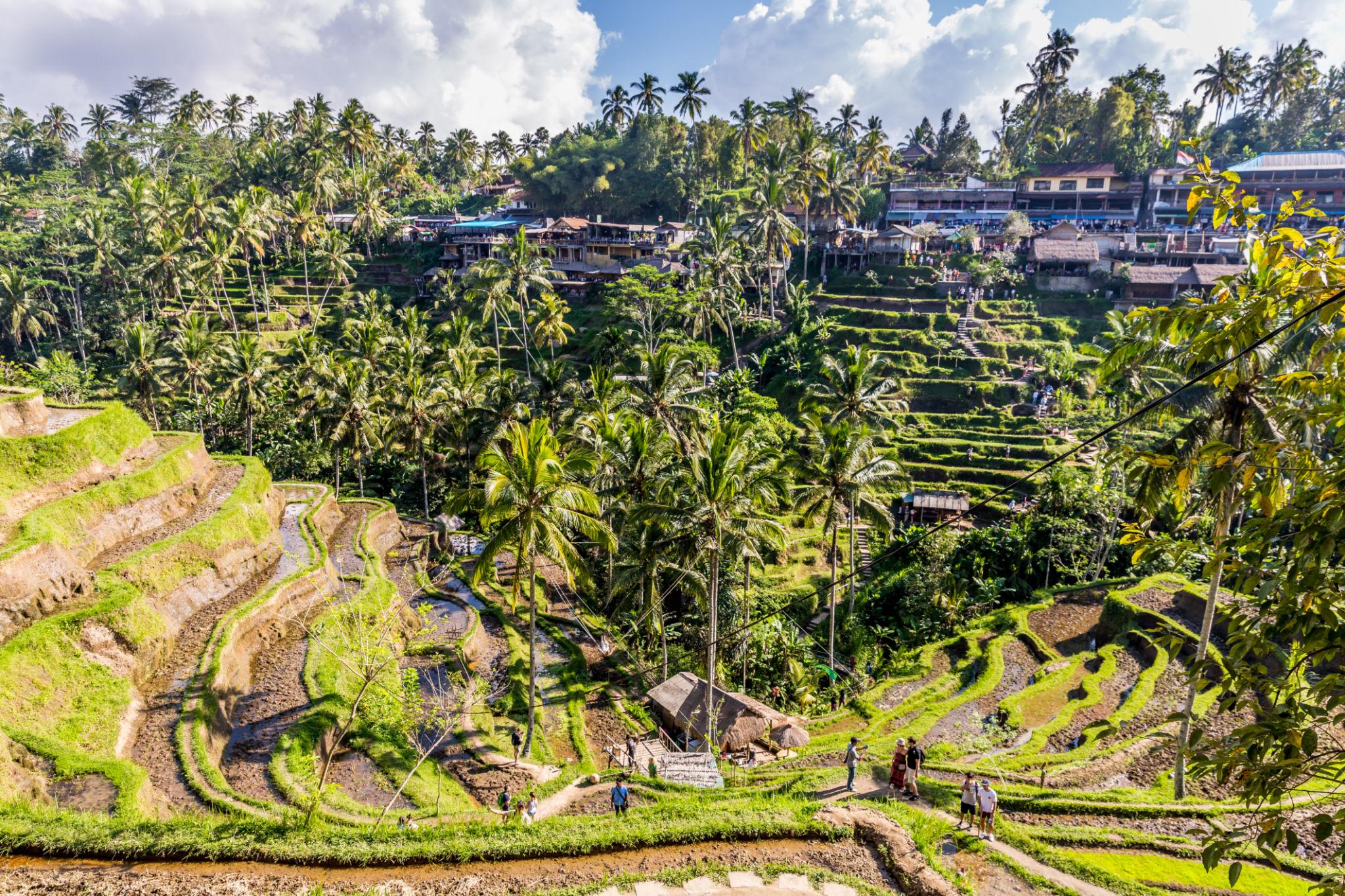 Day 3: Kuta to Ubud – Kintamani & Ubud Tour