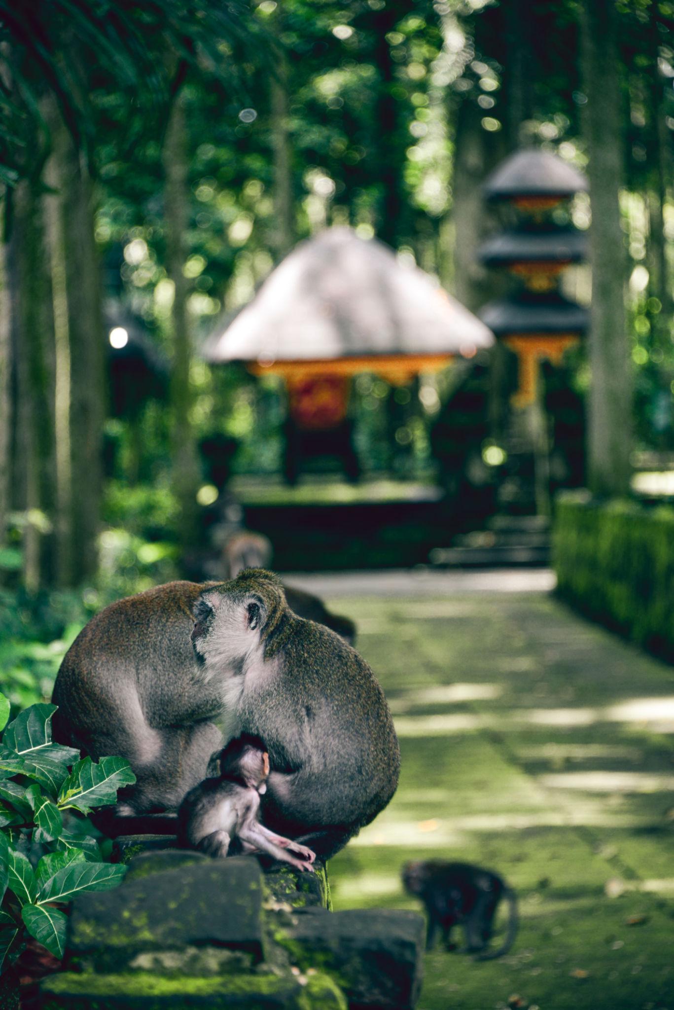 Day 4: Ubud Cultural & Nature Tour